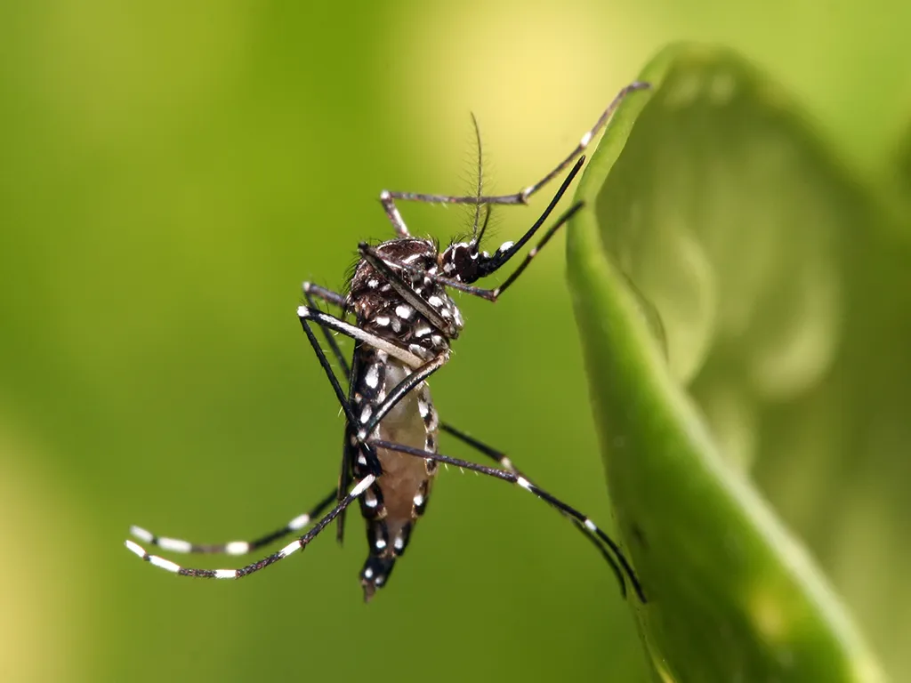 Dedetização de Mosquitos no Butantã